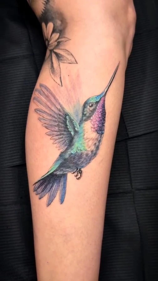 Colibri couleur, freehand — pour Suzanne.
