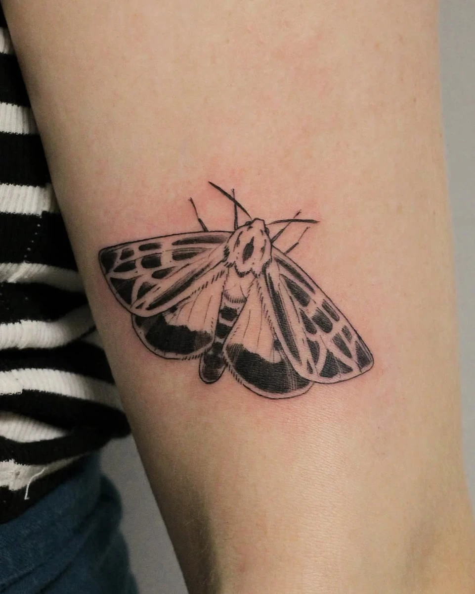 Apantesis anna, papillon de nuit tigré. Thank you for your request.